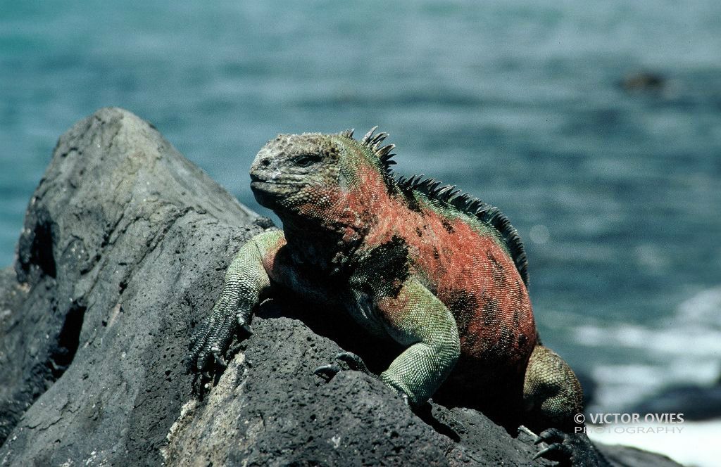 Iguana marina